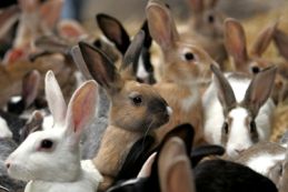 What do rabbits have to do with math? 